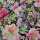 Lily le Reve Patchworkstoff Blumen rosa, grün, orange, schwarz, flieder