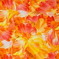 Valencia, Baumwolljersey Blumen orange