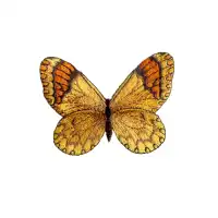Applikation Schmetterling, gelb 926697