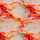 Flowing Bloom (French Terry) by Sarah Marian, French Terry, Liquid, apricot/koralle
